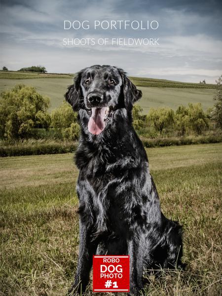 DOG PORTFOLIO