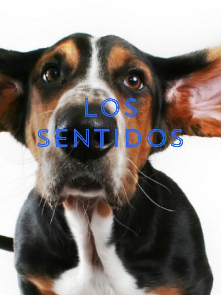 los sentidos
